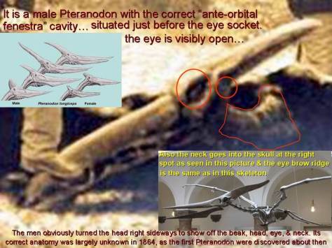 pteranodon-beak