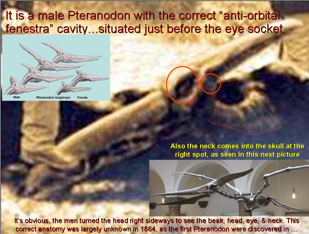 The civil war pterosaur shot no one should see must read
